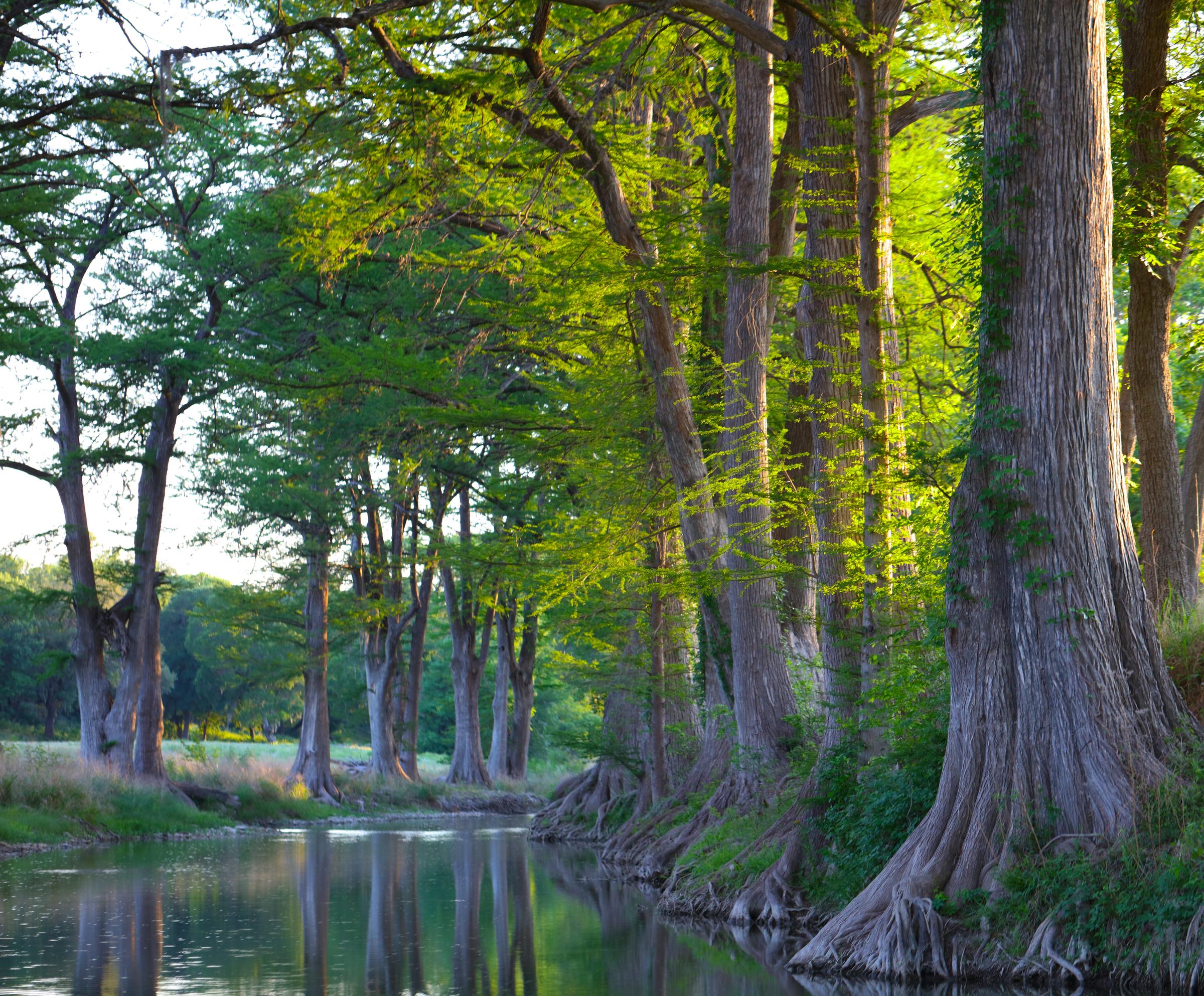 A row of cypress trees along a quiet river, their roots at the water’s edge in warm light